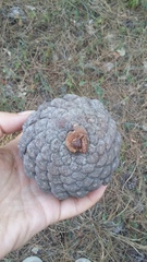 Pinus brutia pityusa