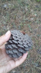 Pinus brutia pityusa