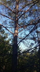 Pinus brutia pityusa