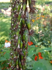 Ligularia stenocephala