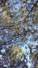 Pinus brutia pityusa