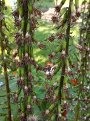 Ligularia stenocephala
