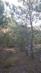 Pinus brutia pityusa