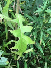 Lactuca hirsuta