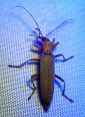 Copidita quadrimaculata