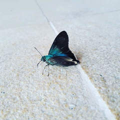 Thorybes egregius egregius