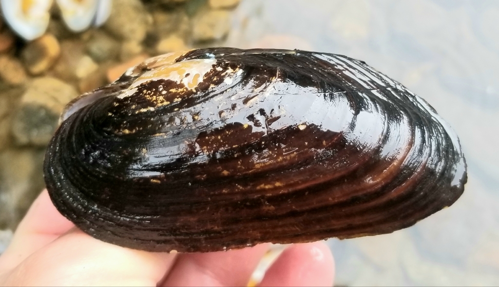 Freshwater Pearl Mussels