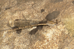 Argia immunda