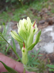 Castilleja aquariensis