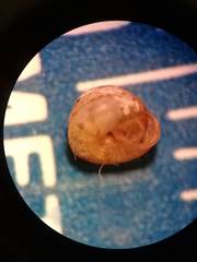 Strobilops labyrinthicus