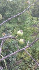 Pyrus elaeagrifolia
