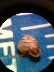 Strobilops labyrinthicus