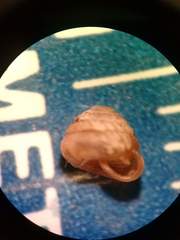 Strobilops labyrinthicus