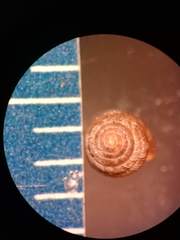 Strobilops labyrinthicus