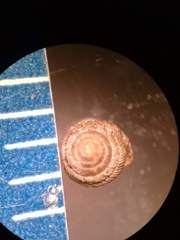 Strobilops labyrinthicus