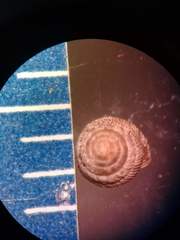 Strobilops labyrinthicus