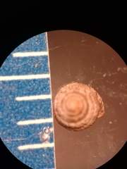 Strobilops labyrinthicus