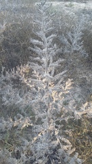 Echium italicum biebersteinii