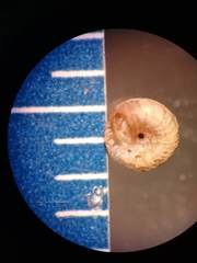 Strobilops labyrinthicus