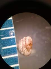 Strobilops labyrinthicus