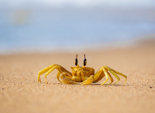 Ocypode brevicornis H.Milne Edwards, 1837