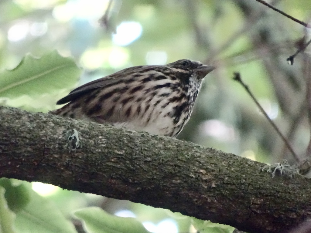 Song Sparrow