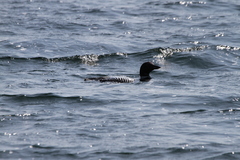 Gavia immer image