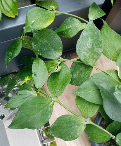 Hoya polyneura Hook.f. 3