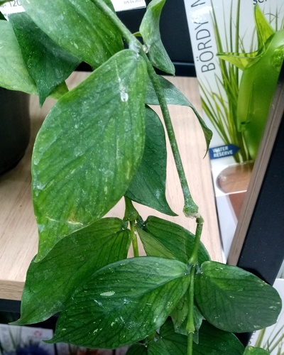 Hoya polyneura Hook.f. 4