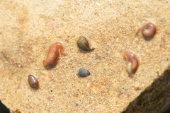 Hemiclepsis marginata