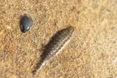 Hemiclepsis marginata