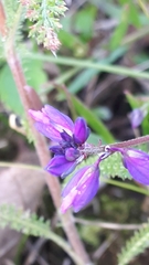 Polygala wolfgangiana