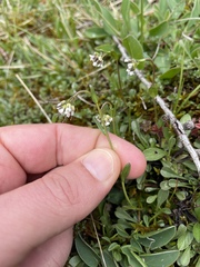 Arabis soyeri, photograph (c) Thomas Ebner, some rights reserved (CC BY)