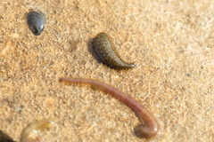 Hemiclepsis marginata