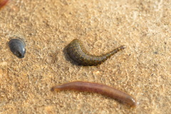 Hemiclepsis marginata