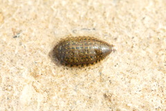 Hemiclepsis marginata