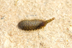 Hemiclepsis marginata