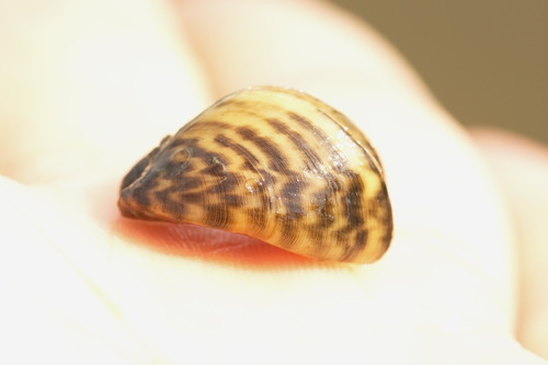 Zebra Mussel