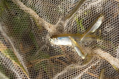 Rhynchocypris percnurus