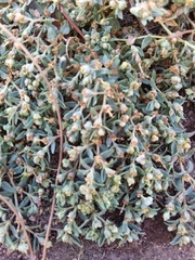 Euphorbia ocellata