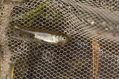 Rhynchocypris percnurus