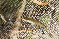 Rhynchocypris percnurus