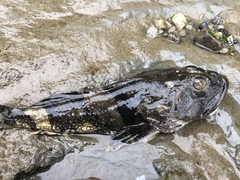 Myoxocephalus polyacanthocephalus