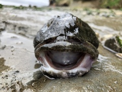 Myoxocephalus polyacanthocephalus