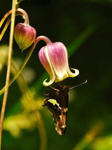 Silver-spotted skipper