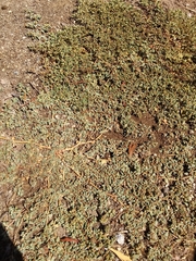 Euphorbia ocellata