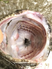 Myoxocephalus polyacanthocephalus