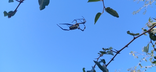 banded-legged golden orb-web spider