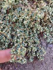 Euphorbia ocellata