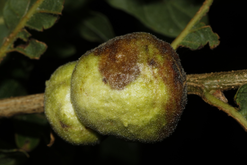 Aphelonyx cerricola